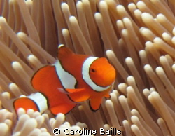 clown fish in is anemone by Caroline Baille 